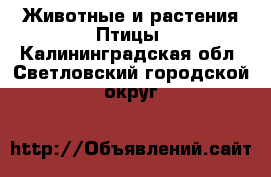 Животные и растения Птицы. Калининградская обл.,Светловский городской округ 